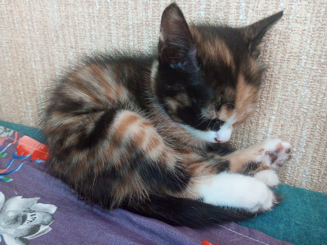 Charlie, 16 лет, Первоуральск