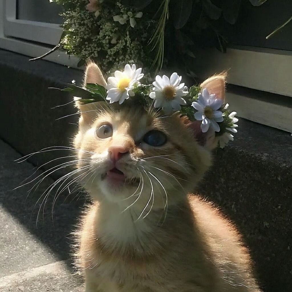 Cooki, 16 лет, Новосибирск