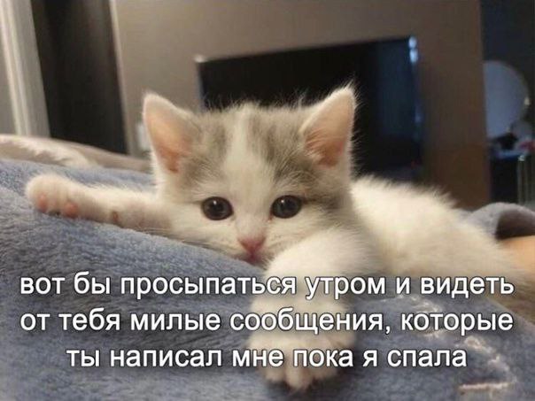 meowmeowlv, 18 лет, Пермский край