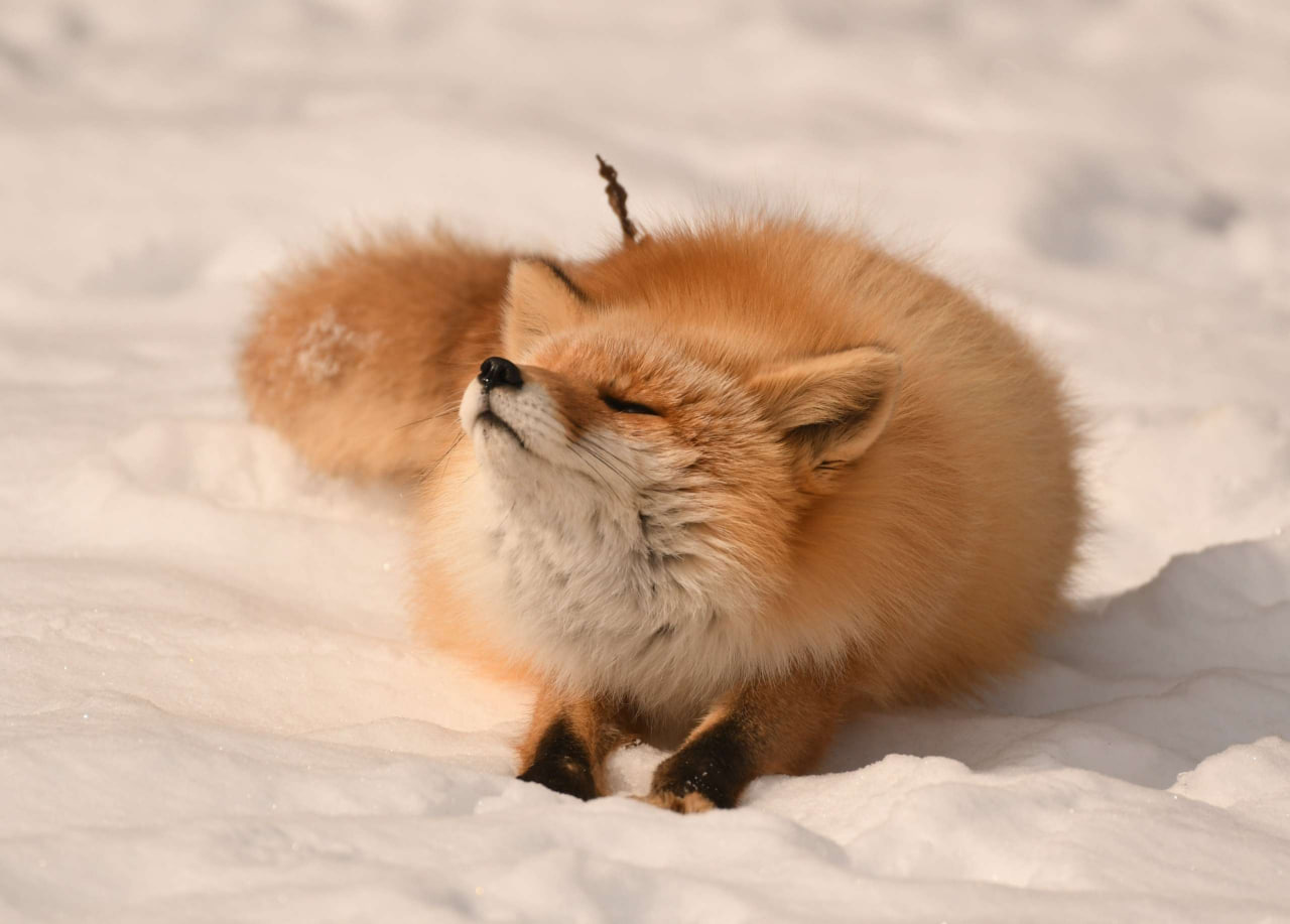 RochiTheFox, 18 лет, Полтава