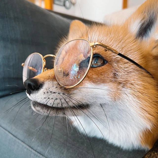 cutie_Fox212, 18 лет, Симферополь