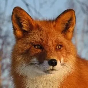 DimaTheFox, 18 лет, Екатеринбург