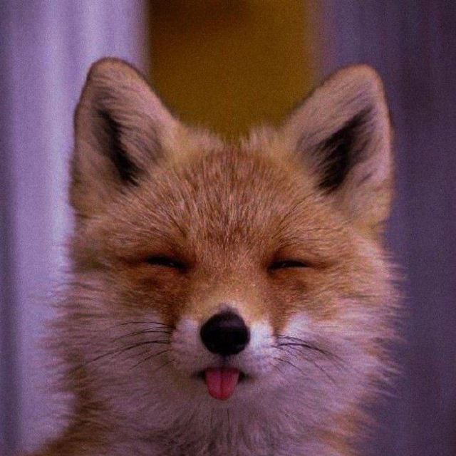 FoxIsNot, 19 лет, Краснодар