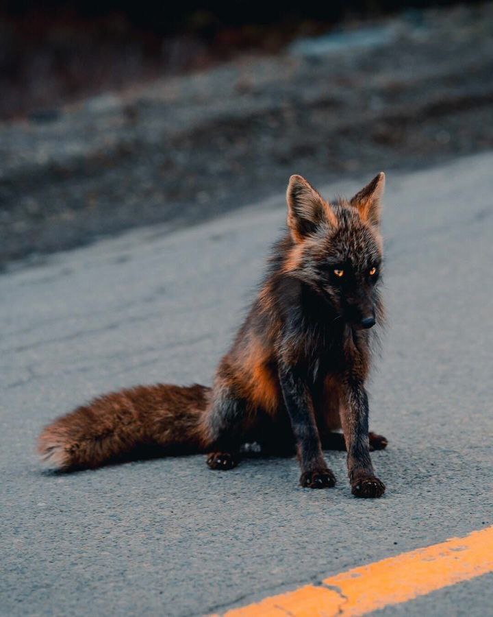 this_is_no_fox, 18 лет, Москва
