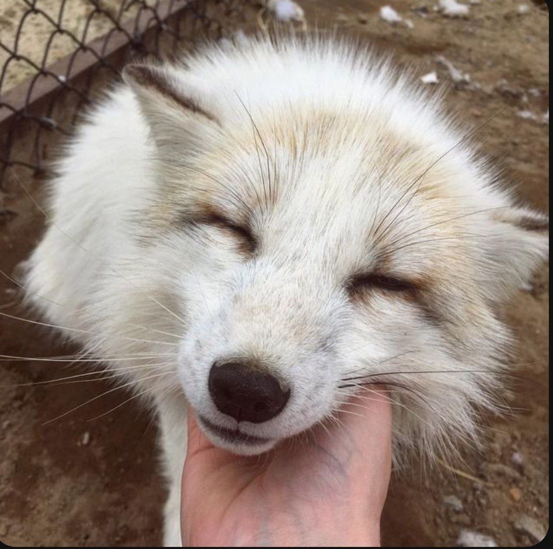 NikoWhiteFox, 18 лет, Республика Саха (Якутия)