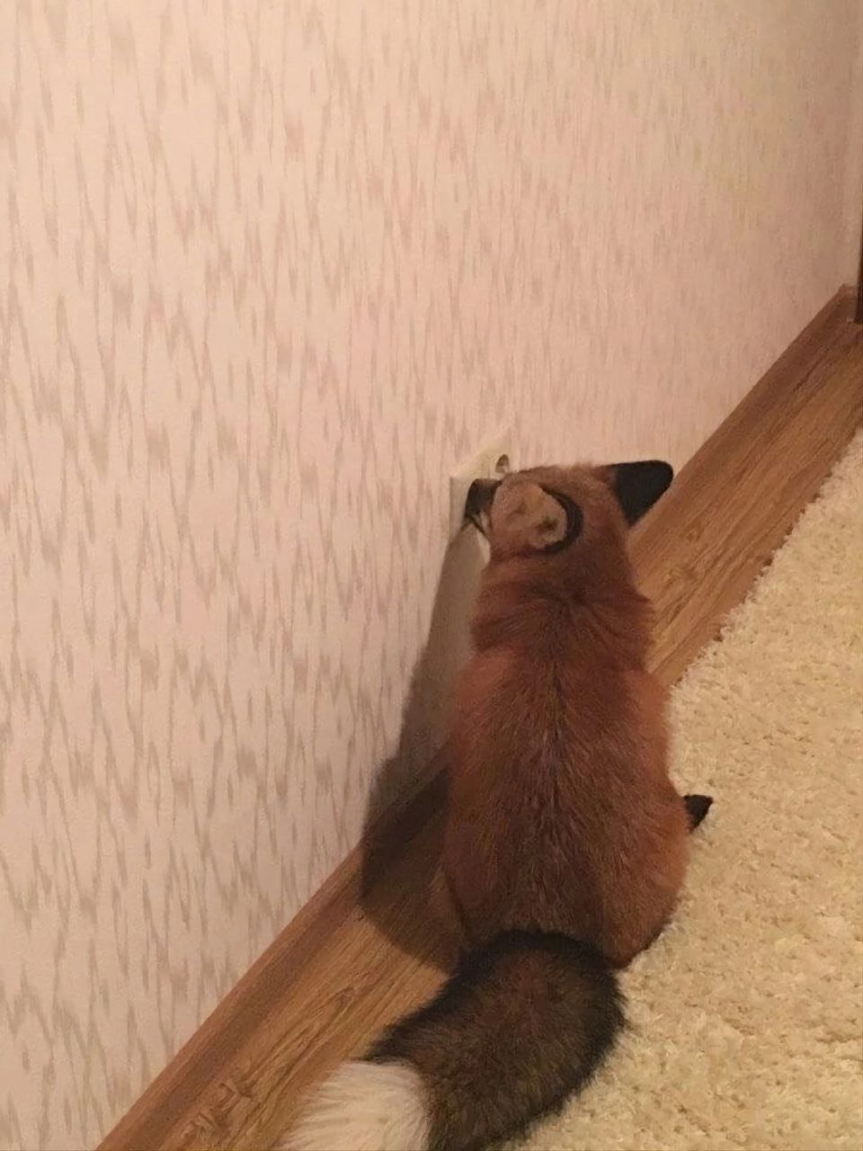 Stim_Dishey, 18 лет, Краснодар