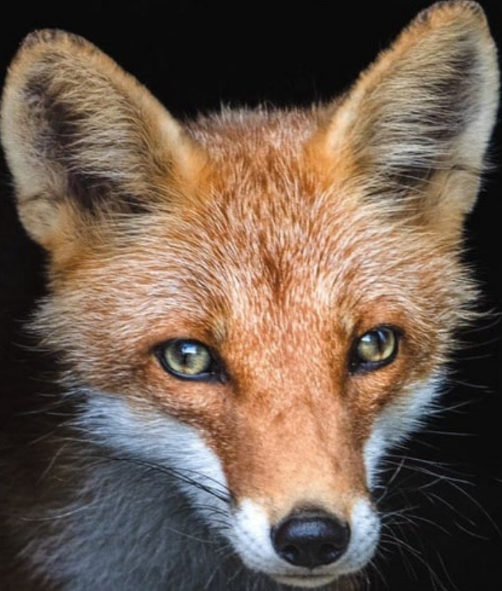 Foxes_01, 18 лет, Биробиджан