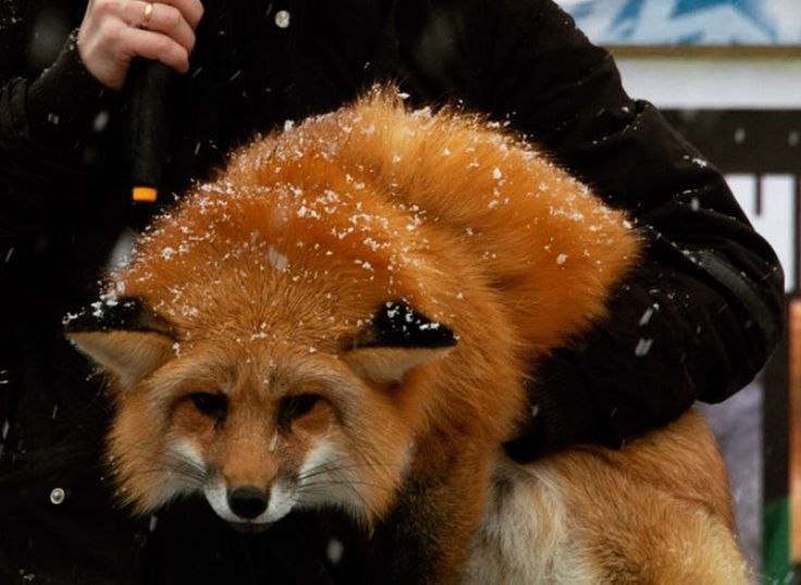 furfoxik, 18 лет, Кемерово