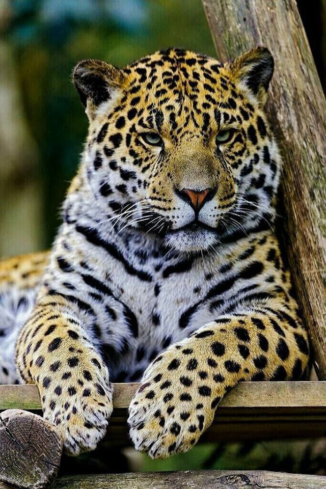spotted_catt, 18 лет, Балашиха