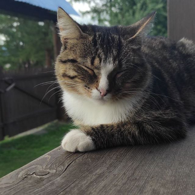 MurkinzCat, 18 лет, Сочи