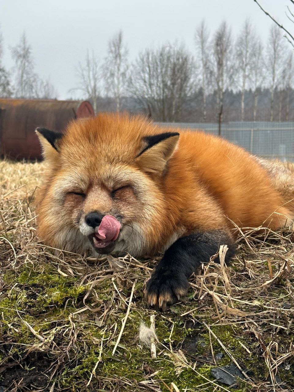 Themaggai, 18 лет, Челябинский городской округ
