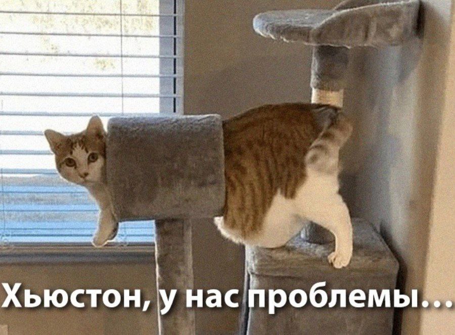 goidochka777, 18 лет, Москва