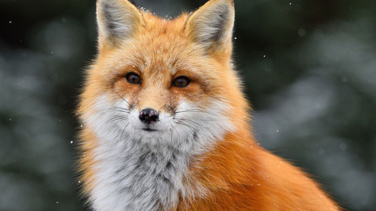 FoxPPS, 18 лет, Москва