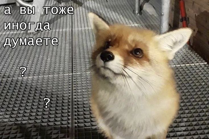 Shadow_Fox_25, 18 лет, Москва