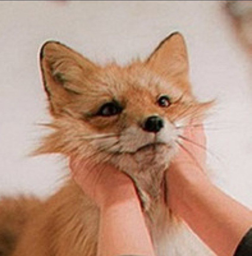 Terexfox, 18 лет, Тольятти