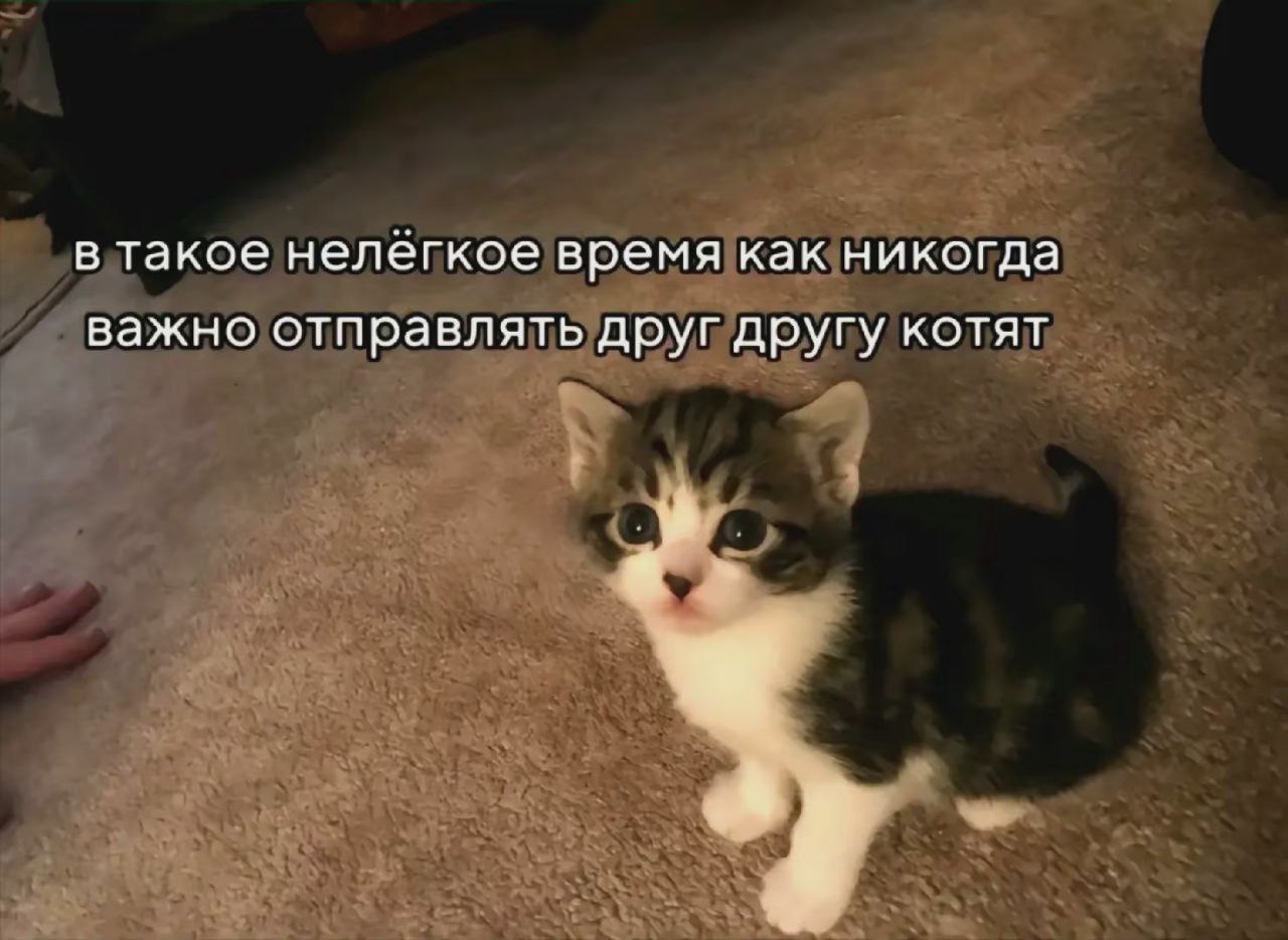 Psina_sytyla, 18 лет, Ставрополь