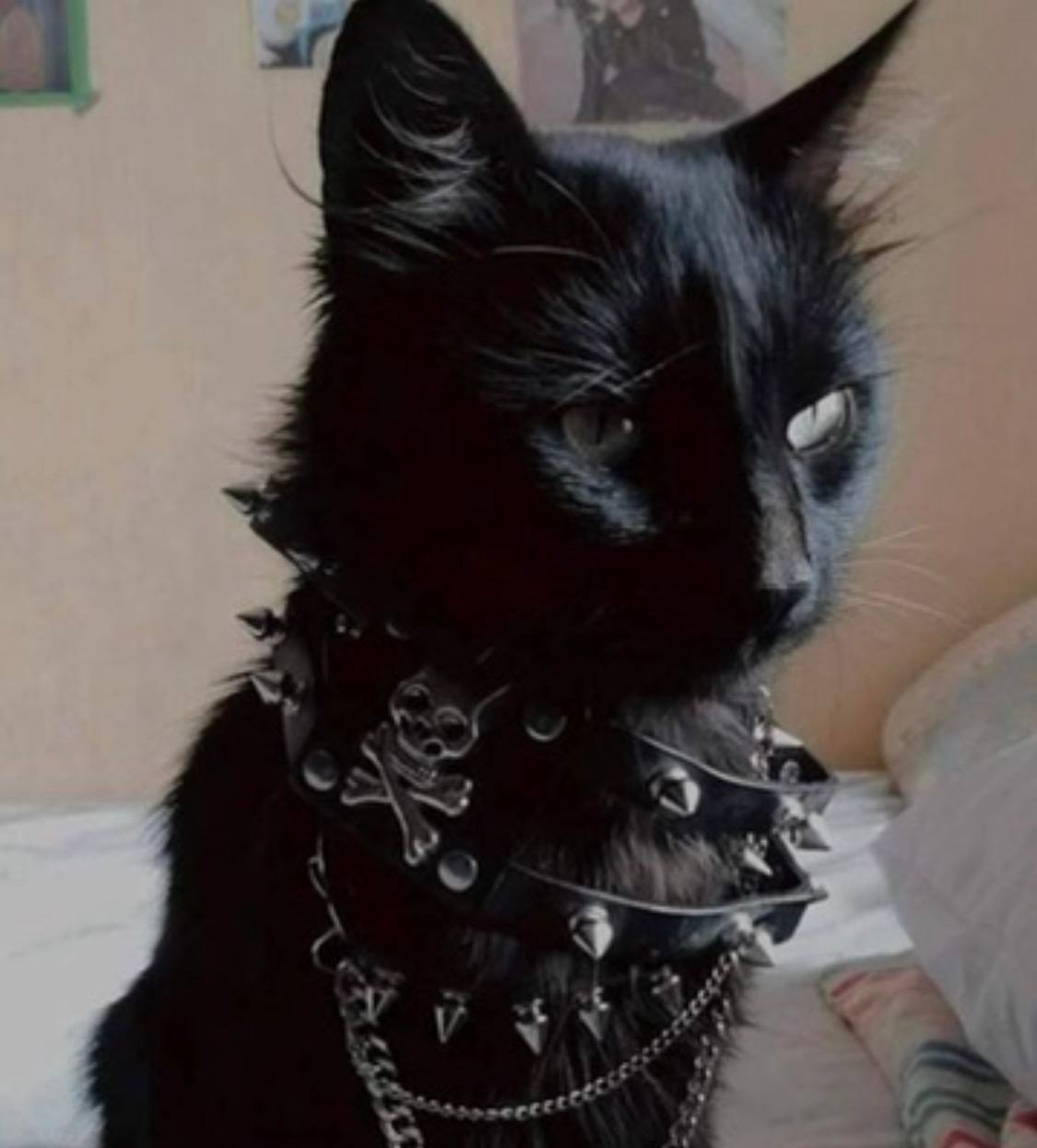 kitten_qp, 18 лет, Абакан