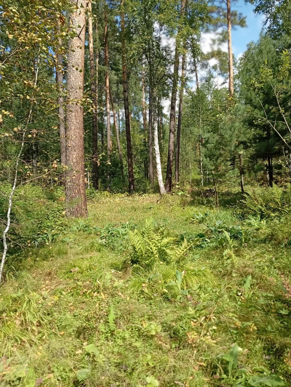 Graf1225, 16 лет, Барнаул