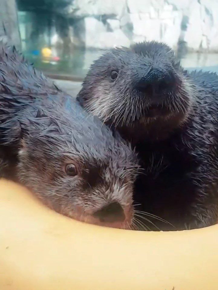 Furryseaotter, 16 лет, Москва