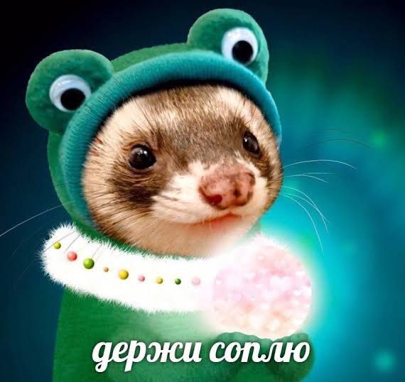 FatFerret, 16 лет, Москва