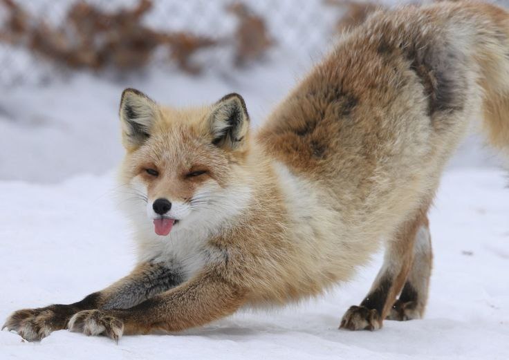 solovefoxes, 19 лет, Ульяновск