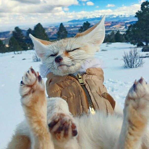 alfenfox, 18 лет, Москва