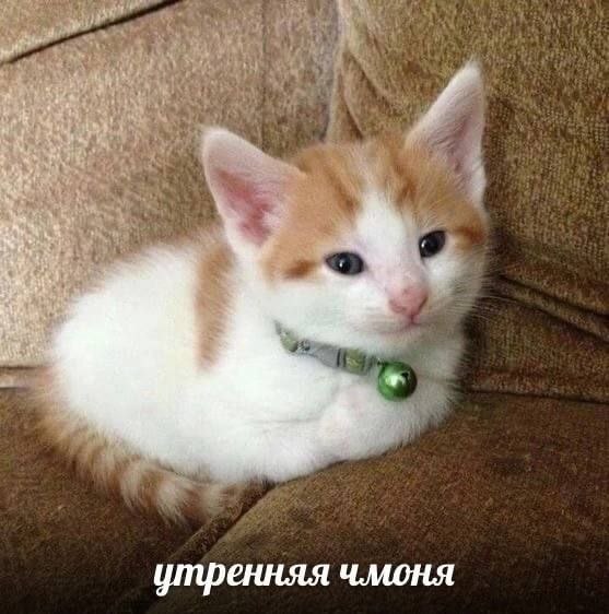 Джерри, 19 лет, городской округ Тверь