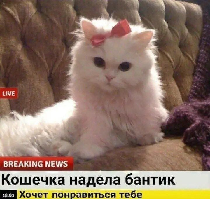 Алена, 24 лет, городской округ Смоленск